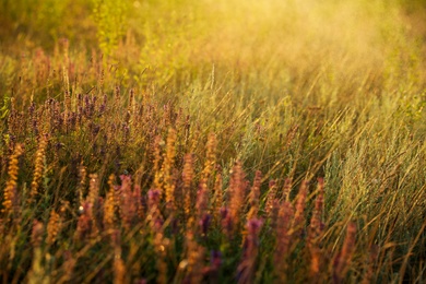 Beautiful field with wild flowers in morning