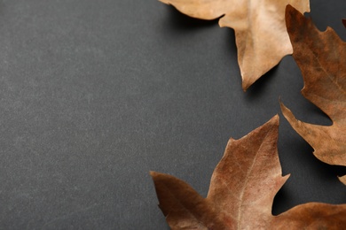 Photo of Dry autumn leaves on black background, closeup. Space for text