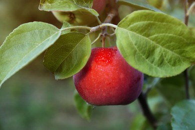 Photo of Beautiful apple tree branch with fruit outdoors, closeup