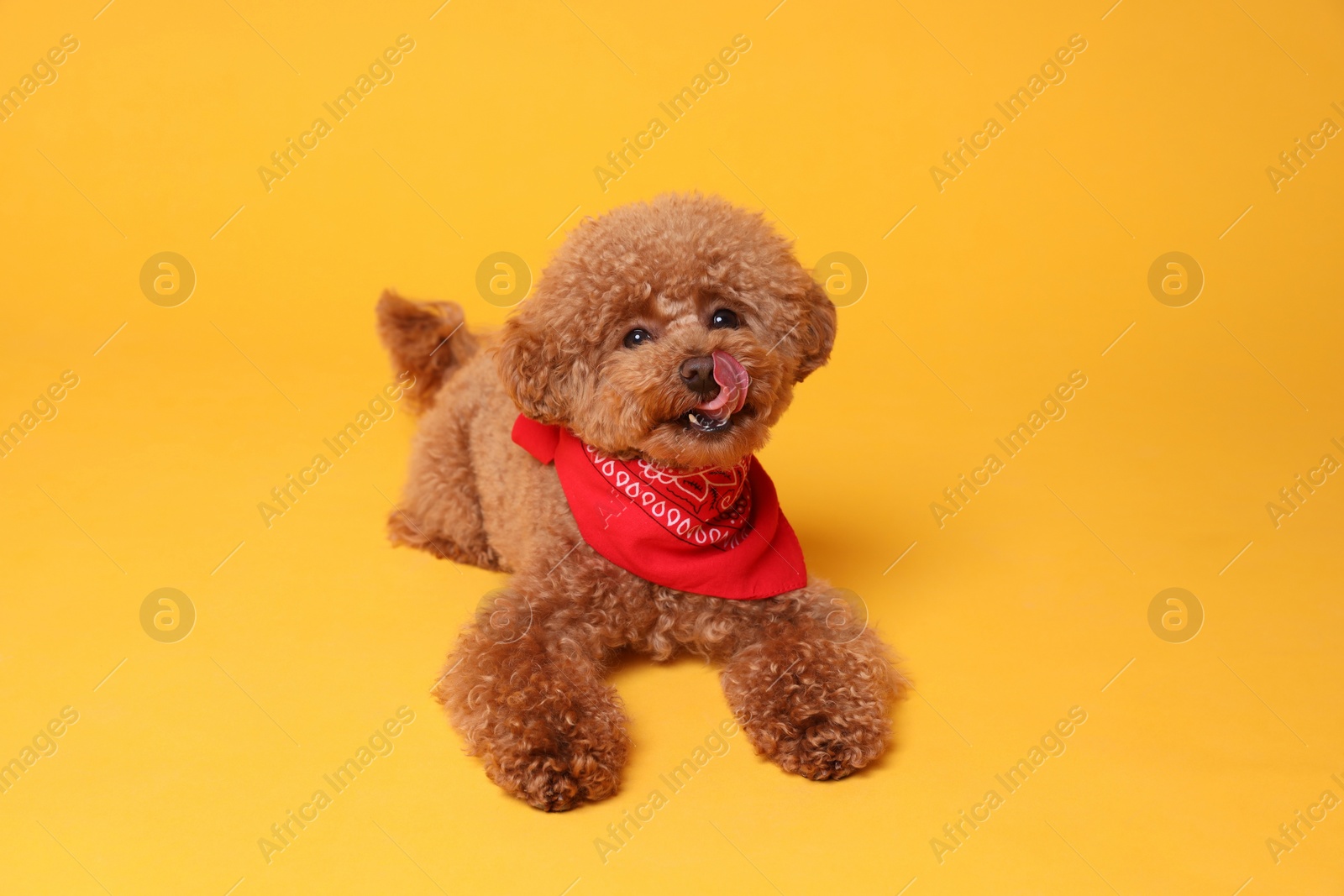 Photo of Cute Maltipoo dog with bandana on orange background