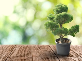 Image of Beautiful bonsai tree in pot on wooden table outdoors. Space for text