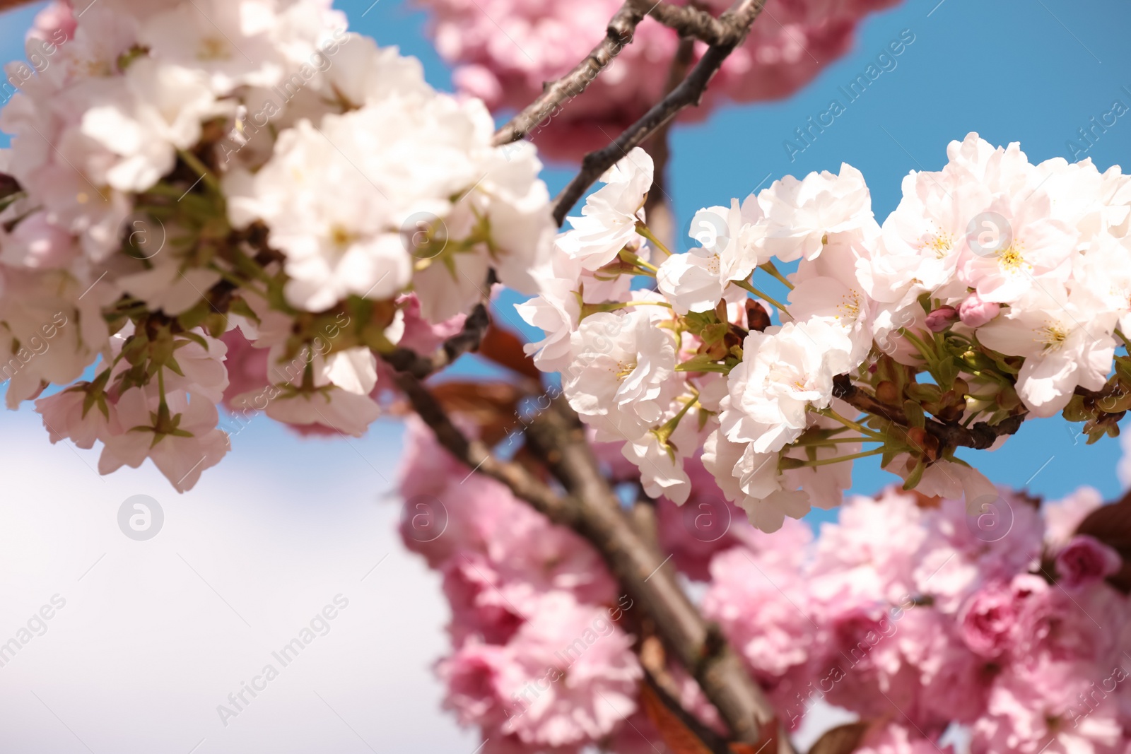 Photo of Beautiful blooming sakura outdoors on sunny spring day, closeup