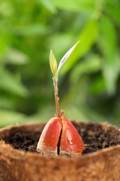 Avocado pit with sprout in pot on blurred background