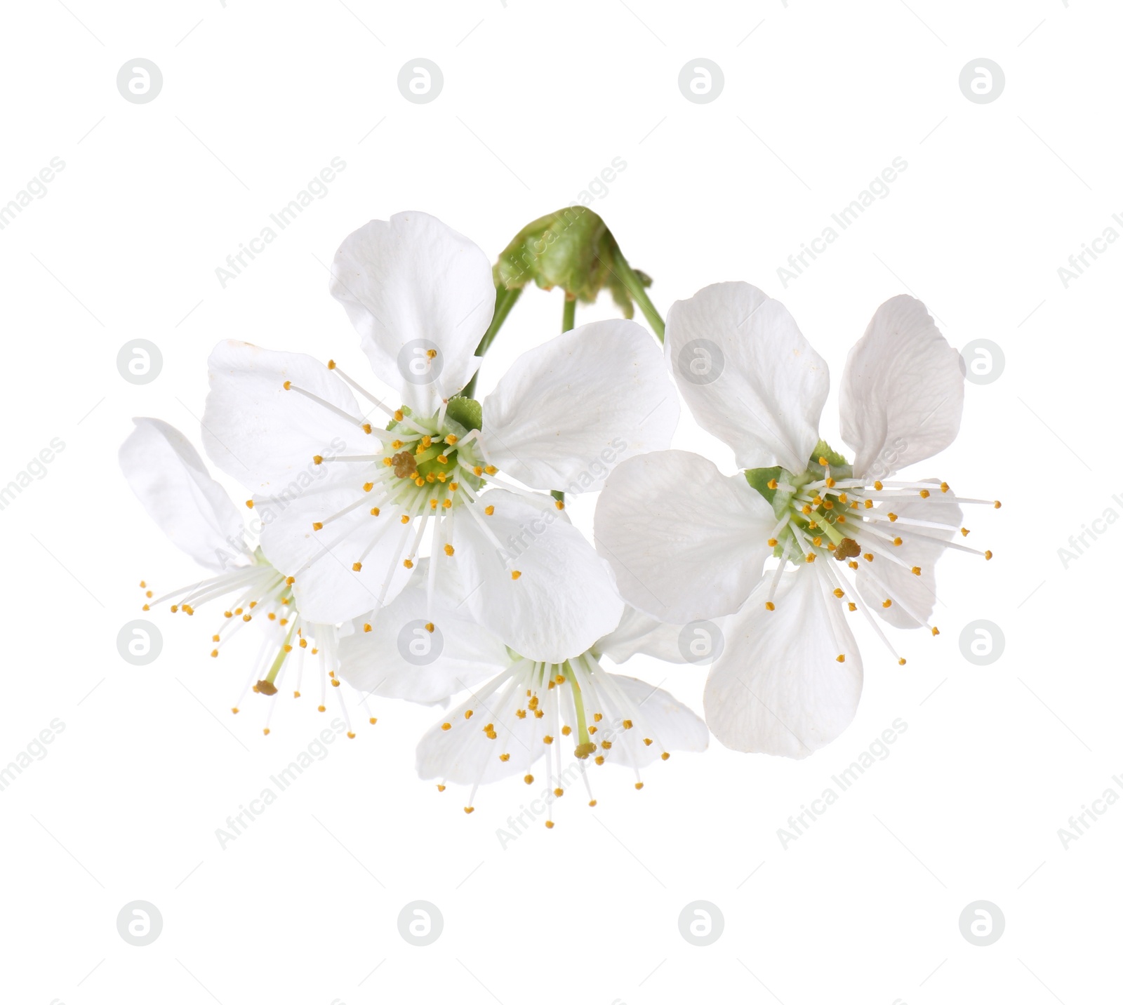 Photo of Beautiful spring tree blossoms isolated on white