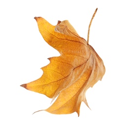 Photo of Beautiful autumn leaf on white background. Fall foliage