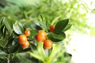Photo of Citrus fruits on branch against blurred background. Space for text