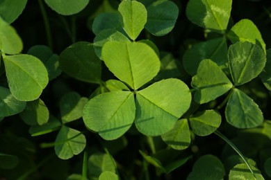 Photo of Closeup view of beautiful green clover leaves