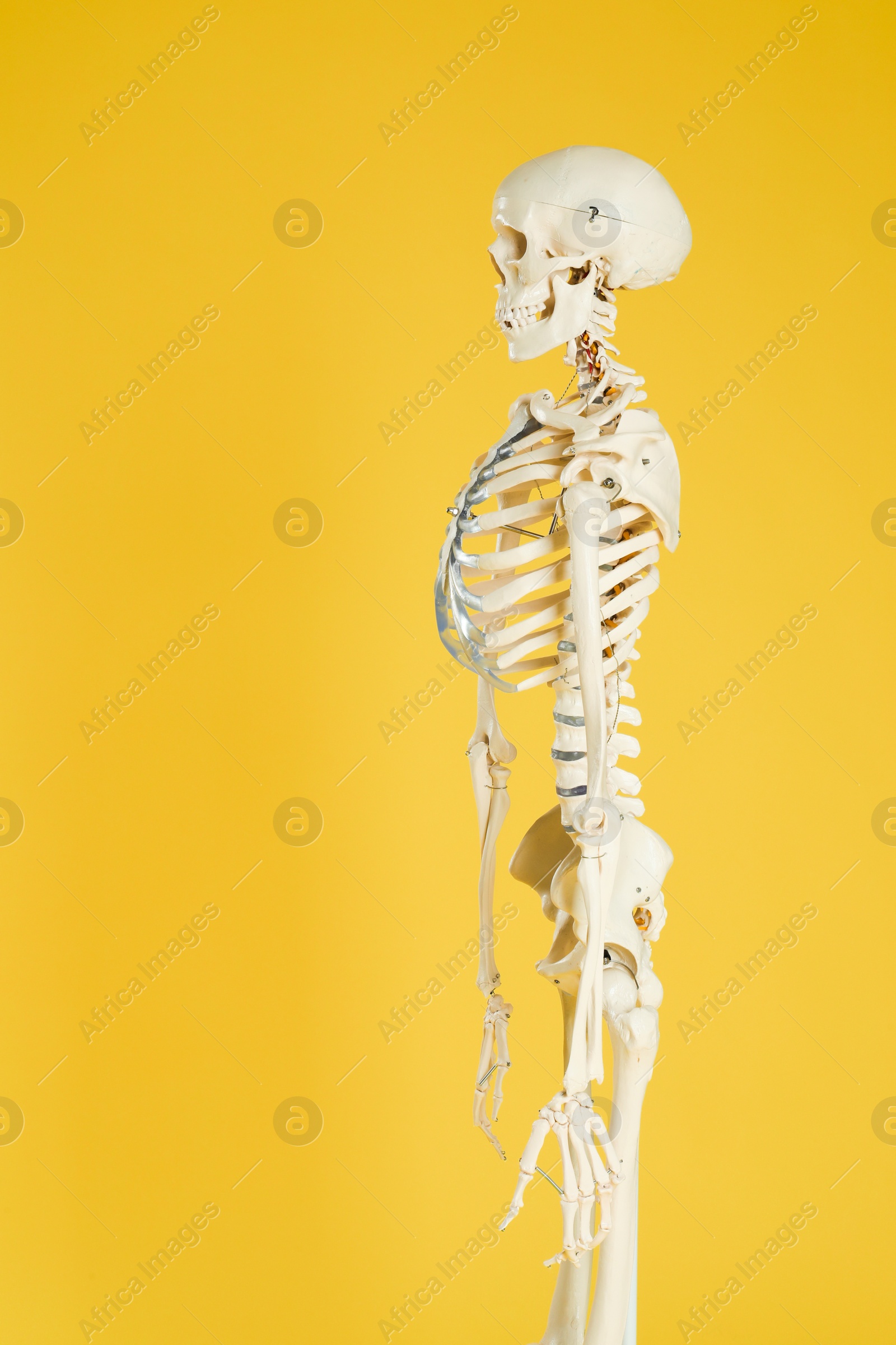 Photo of Artificial human skeleton model on yellow background