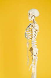 Photo of Artificial human skeleton model on yellow background