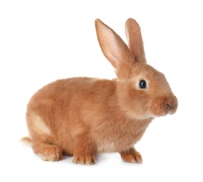 Cute bunny isolated on white. Easter symbol