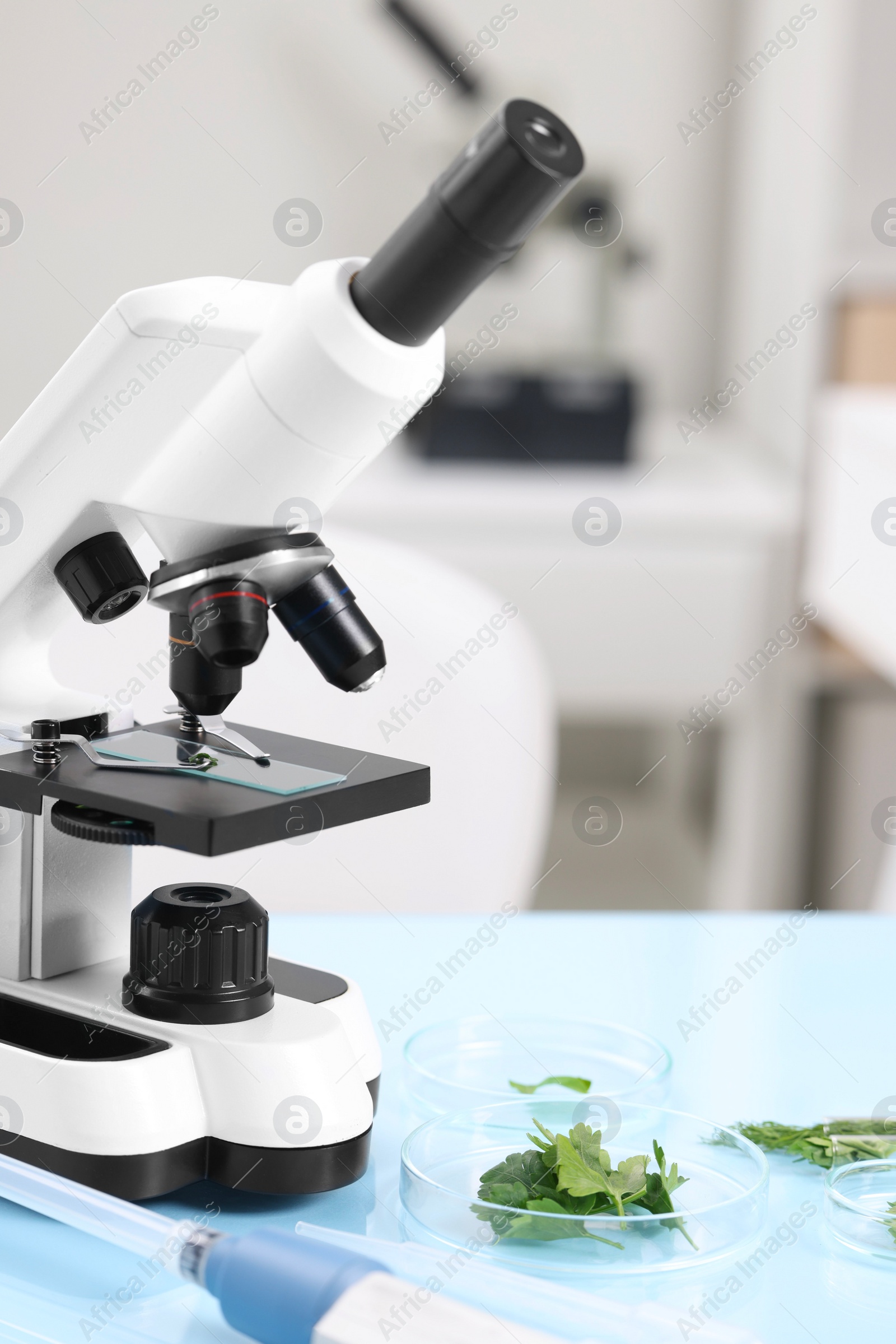 Photo of Food quality control. Microscope and petri dishes with parsley on light blue table