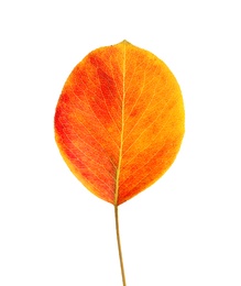 Photo of Beautiful autumn leaf on white background. Fall foliage