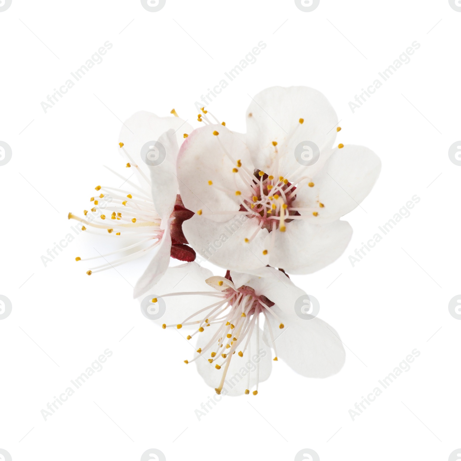 Photo of Beautiful fresh spring flowers on white background