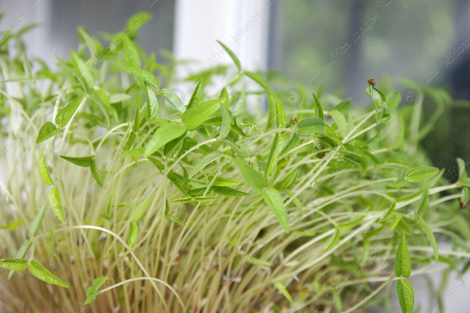 Photo of Closeup view of mung bean sprouts indoors