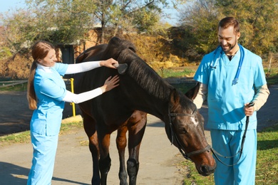 Veterinarians in uniform brushing beautiful brown horse outdoors