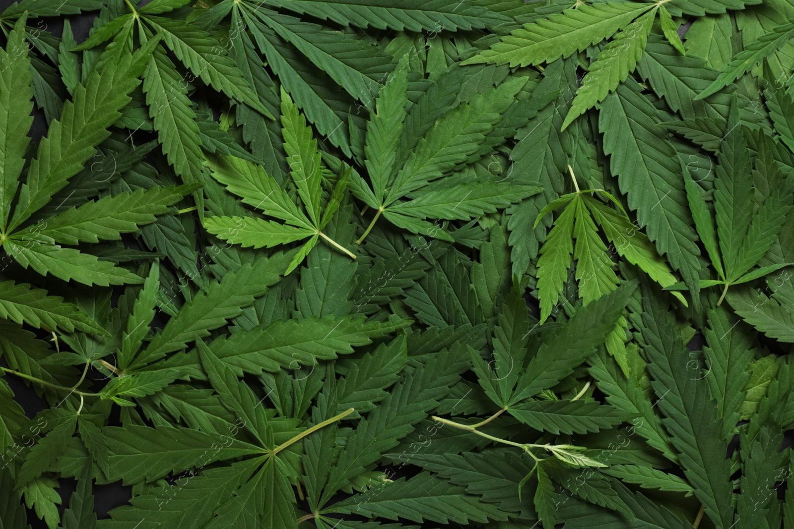 Photo of Heap of fresh green hemp leaves as background, top view