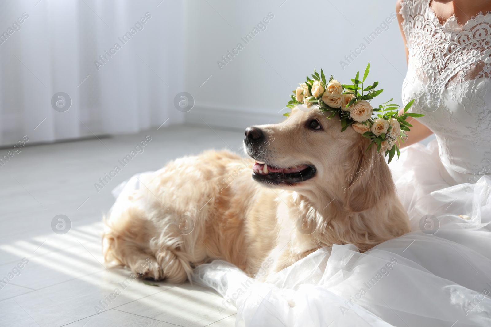 Photo of Bride and adorable Golden Retriever wearing wreath made of beautiful flowers indoors, closeup