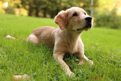 Cute Labrador Retriever puppy lying on green grass in park