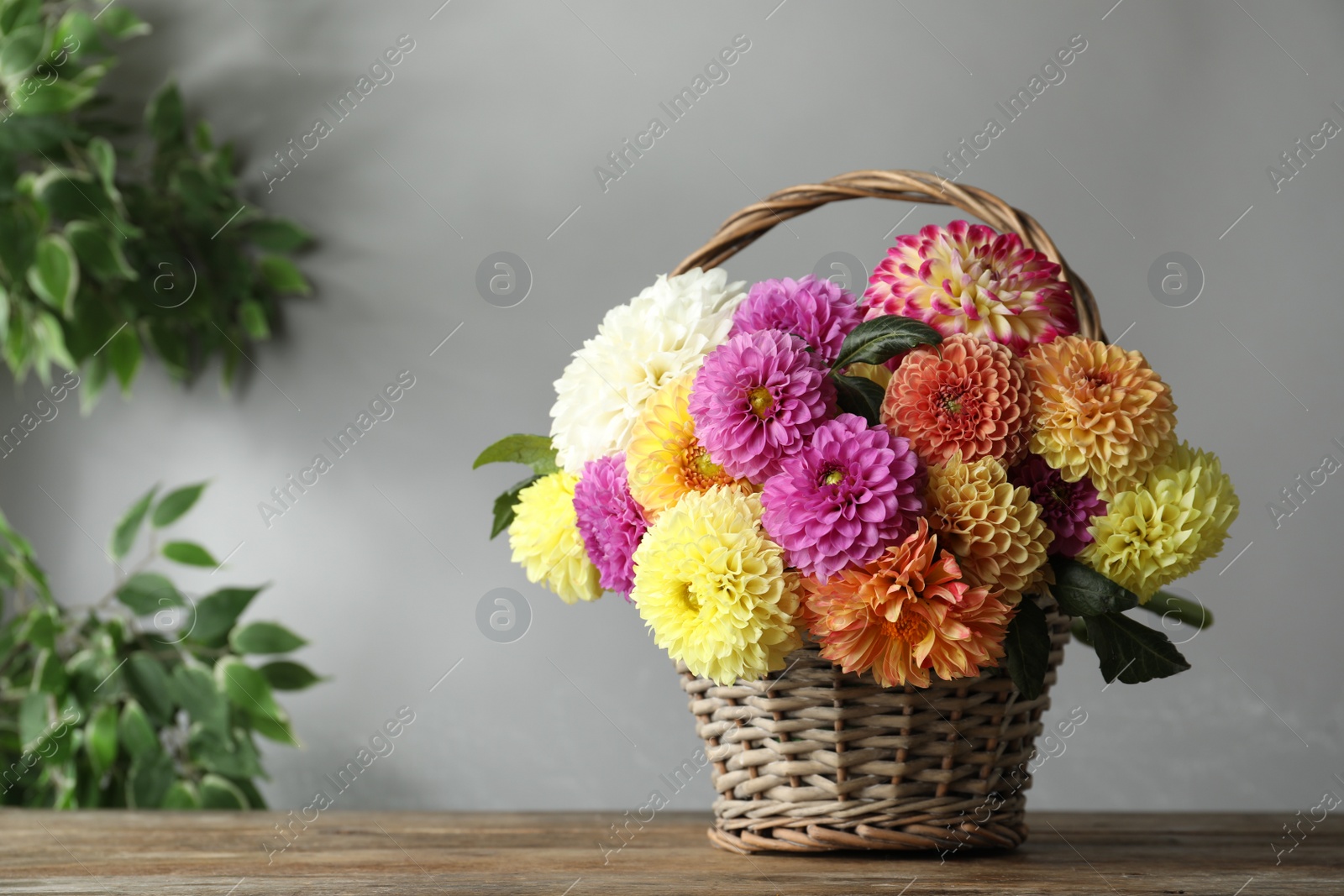 Photo of Basket with beautiful dahlia flowers on wooden table indoors