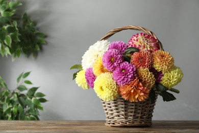 Basket with beautiful dahlia flowers on wooden table indoors