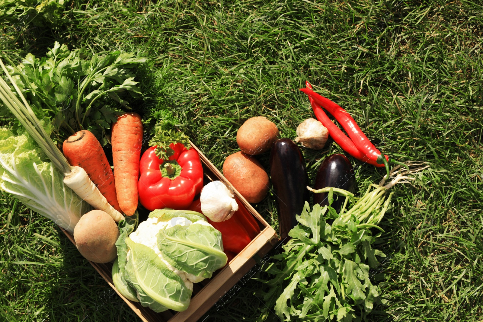 Photo of Different fresh ripe vegetables on green grass, flat lay