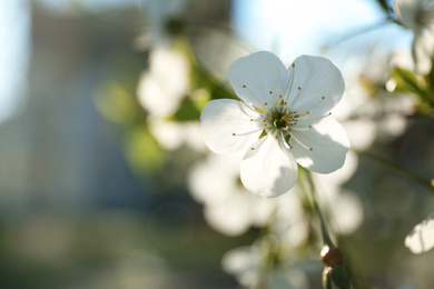 Photo of Blossoming cherry tree, closeup