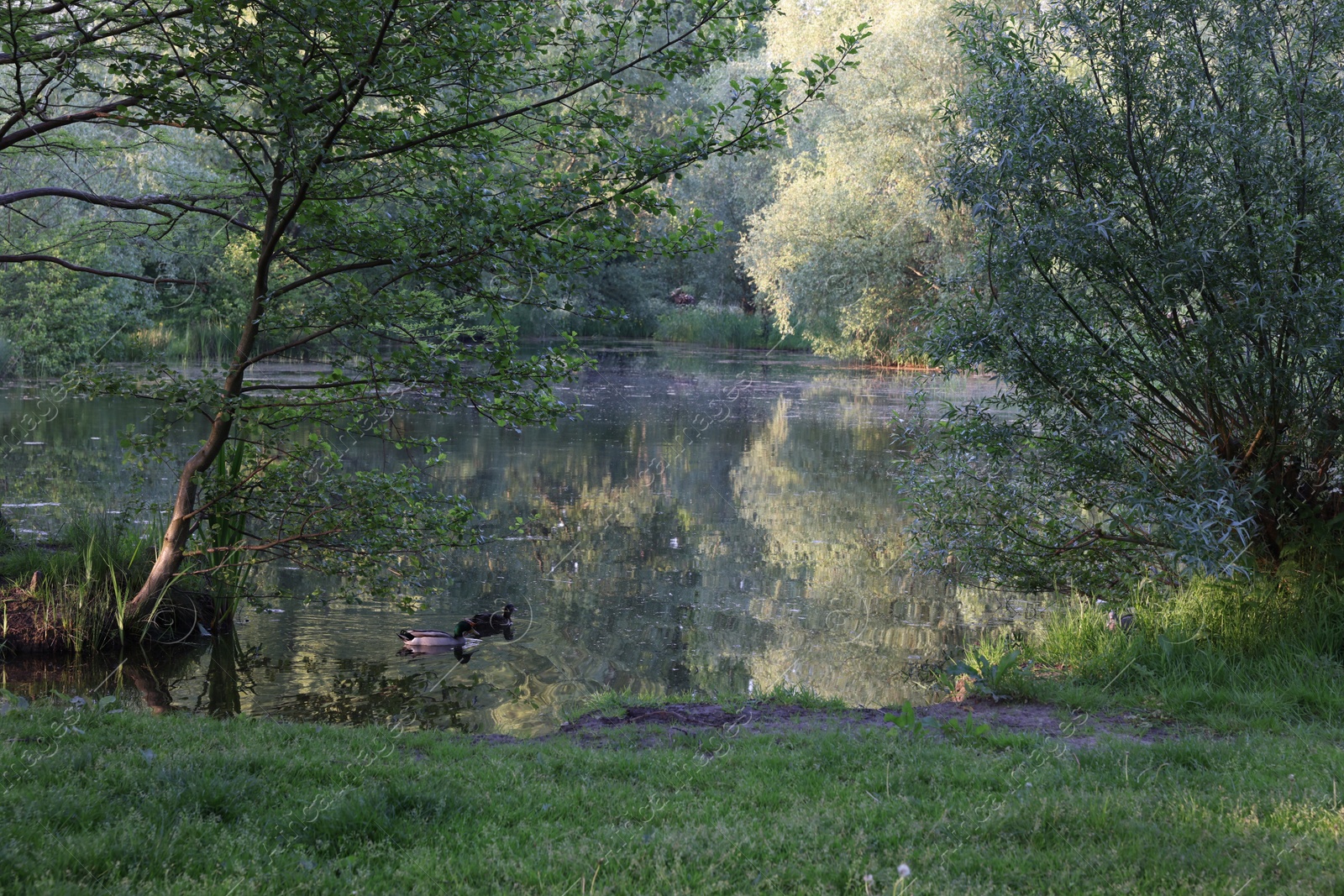 Photo of Picturesque view of wild ducks swimming in river outdoors