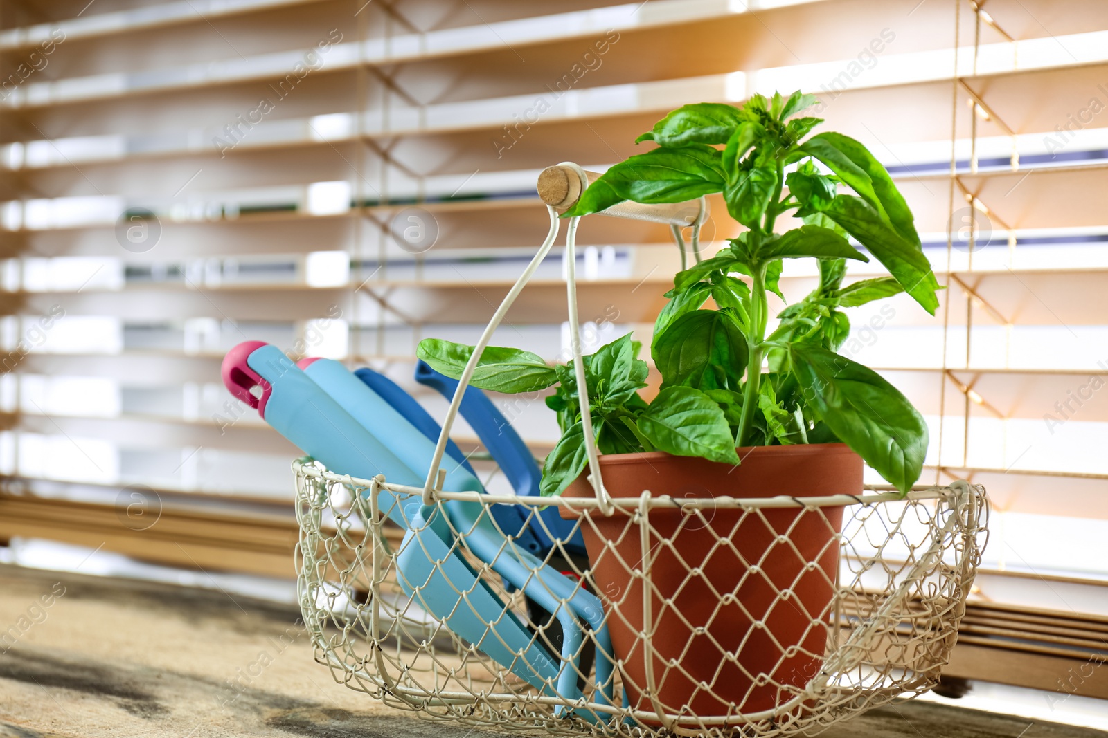 Photo of Fresh green basil in pot on wooden window sill