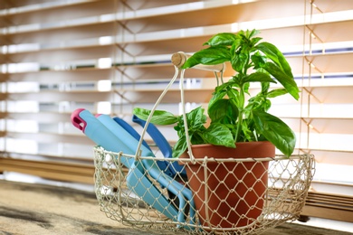 Fresh green basil in pot on wooden window sill