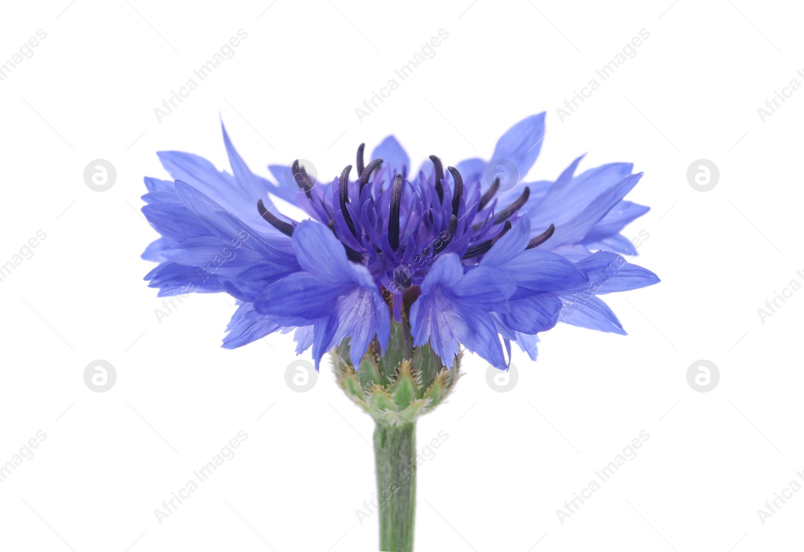 Photo of Beautiful light blue cornflower plant isolated on white