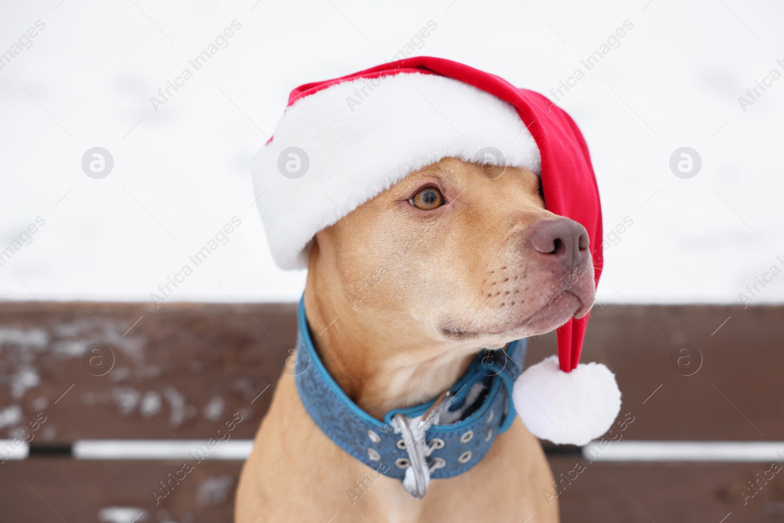 Photo of Cute dog wearing Santa hat on bench outdoors