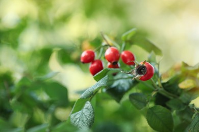 Photo of Rose hip bush with ripe red berries in garden, closeup