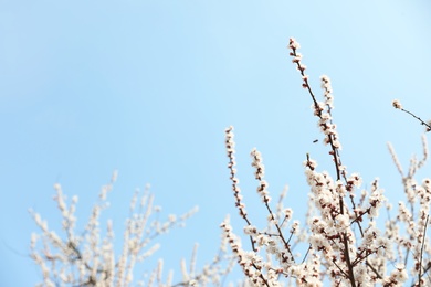 Photo of Beautiful apricot tree branches with tiny tender flowers against blue sky, space for text. Awesome spring blossom