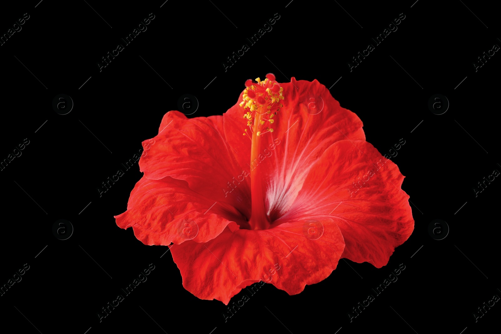 Photo of Beautiful red hibiscus flower on black background