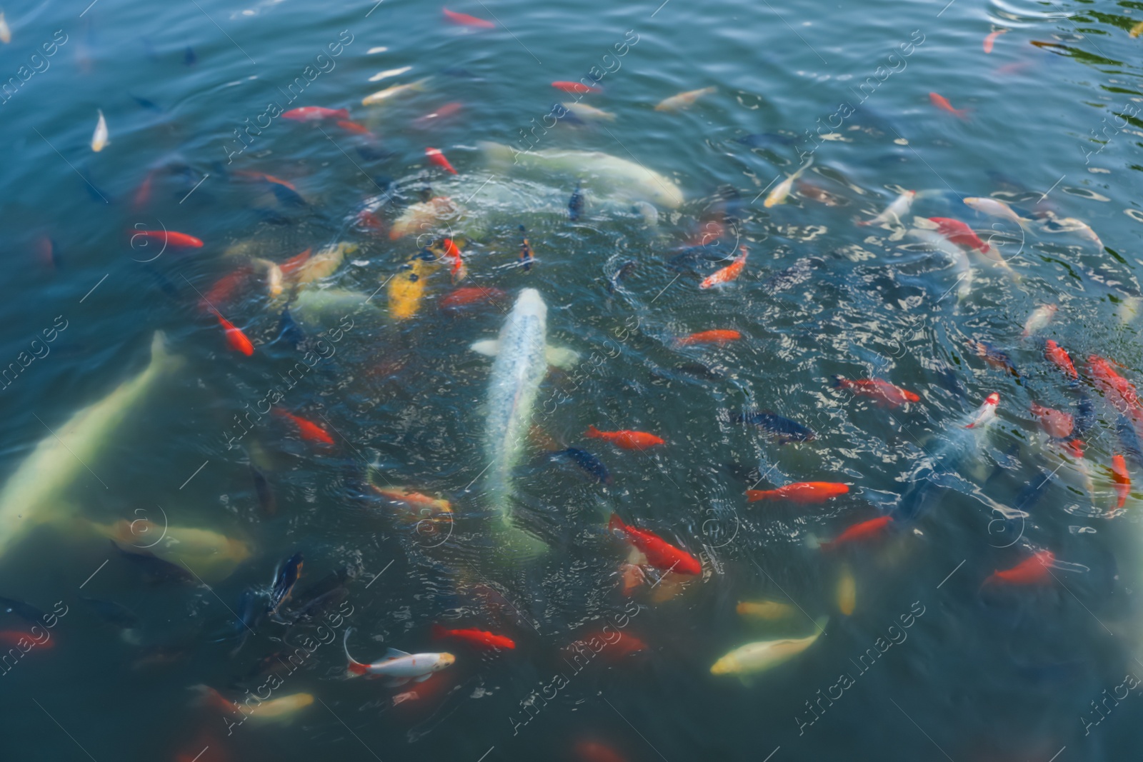 Photo of Koi carps and other fishes swimming in clear pond water