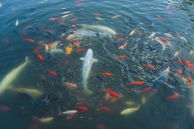 Koi carps and other fishes swimming in clear pond water