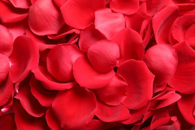 Fresh red rose petals as background, closeup