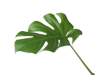 Leaf of tropical monstera plant isolated on white