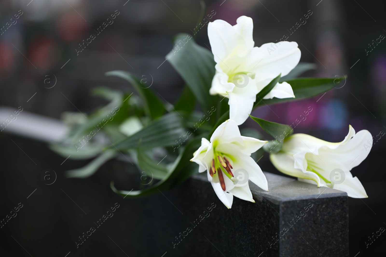 Photo of White lilies on black granite tombstone outdoors, closeup. Funeral ceremony