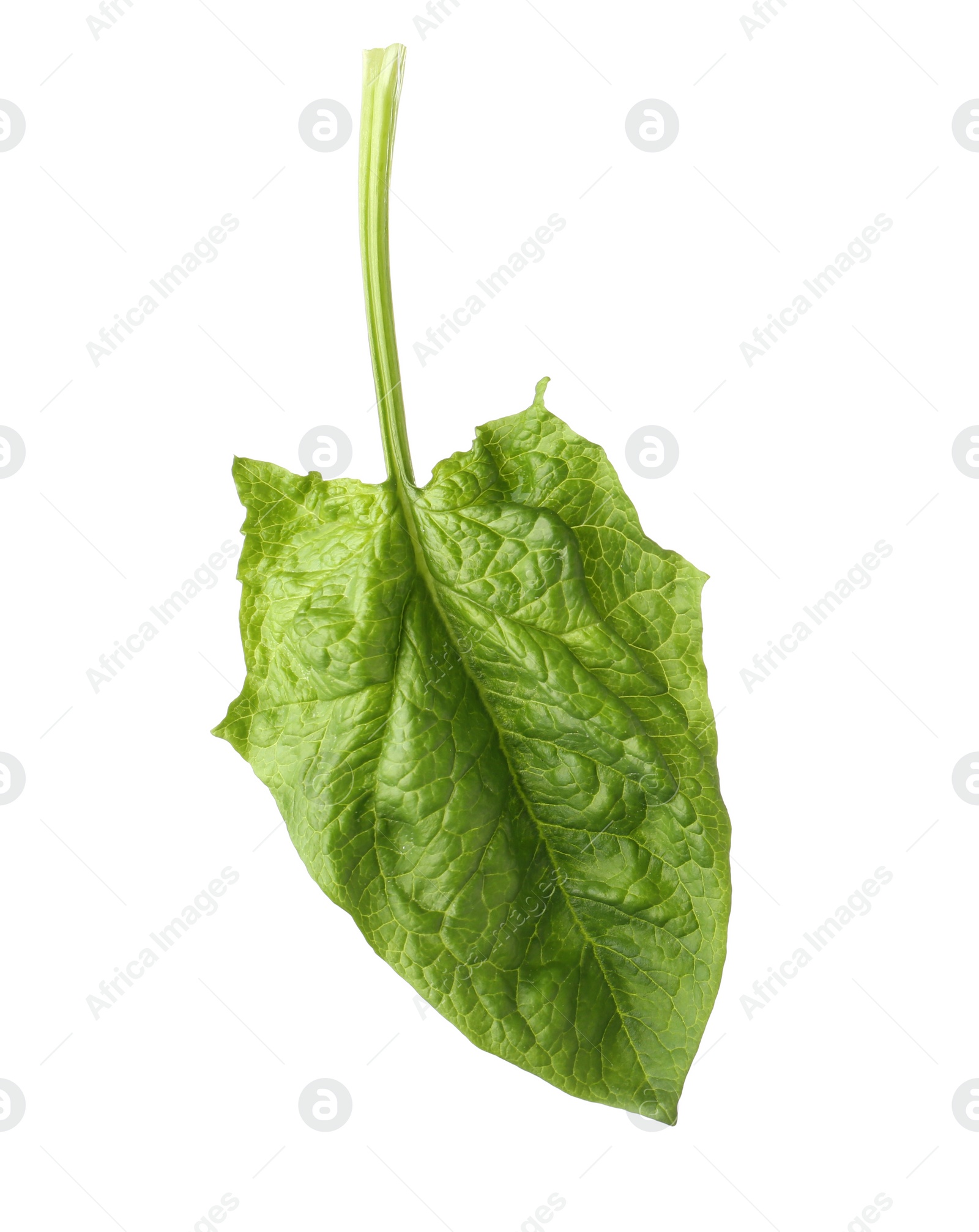 Photo of Fresh leaf of spinach isolated on white