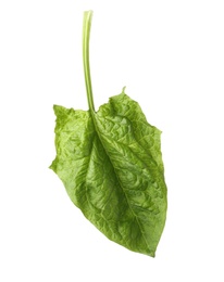 Fresh leaf of spinach isolated on white