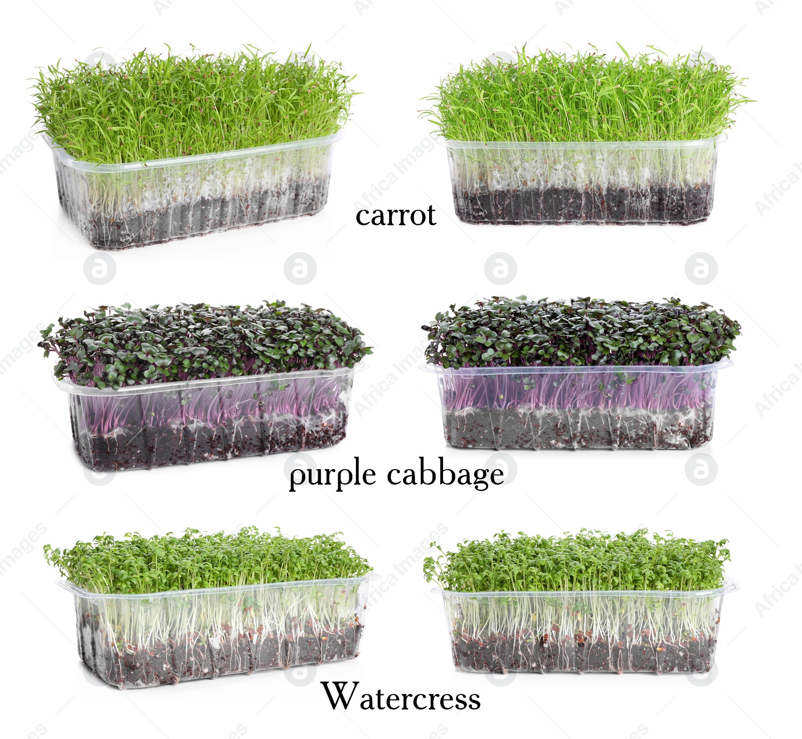 Image of Set of different fresh microgreens on white background