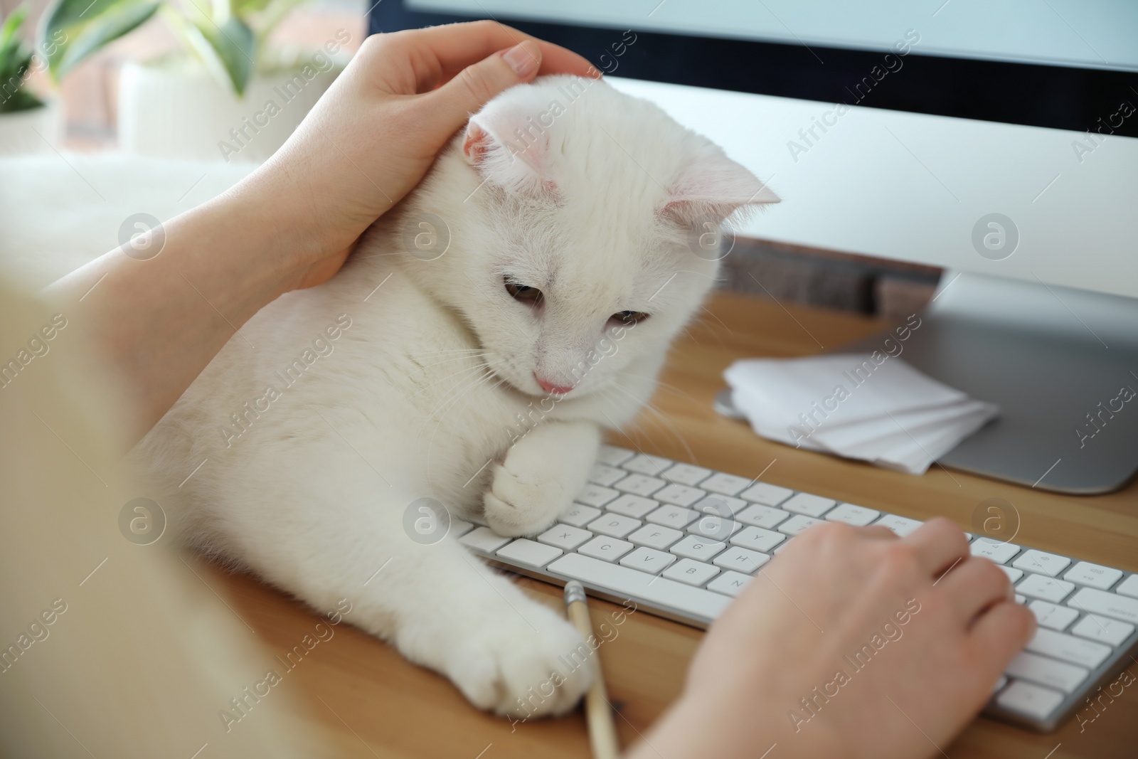 Photo of Adorable white cat lying on keyboard and distracting owner from work, closeup