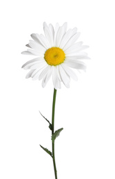 Photo of Beautiful fragrant chamomile flower isolated on white