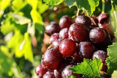 Fresh ripe juicy grapes growing on branch outdoors, closeup