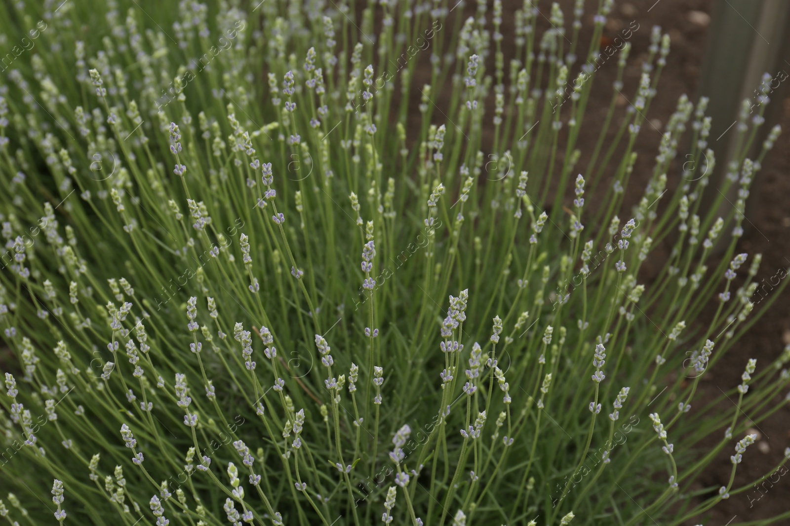 Photo of Closeup view of beautiful lavender growing in field