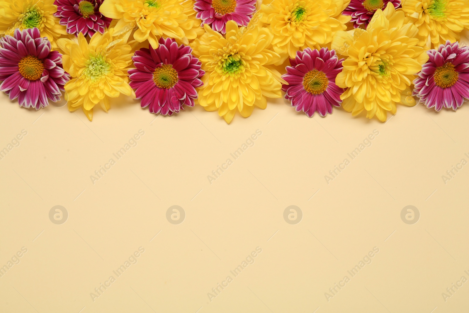 Photo of Beautiful chrysanthemum flowers on beige background, flat lay. Space for text
