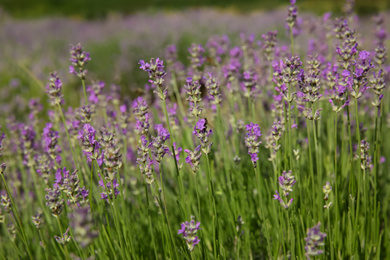 Photo of Beautiful lavender flowers growing in field, closeup