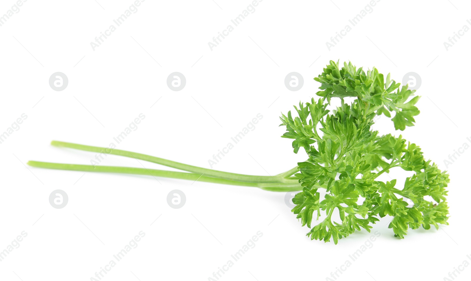 Photo of Fresh green organic parsley on white background