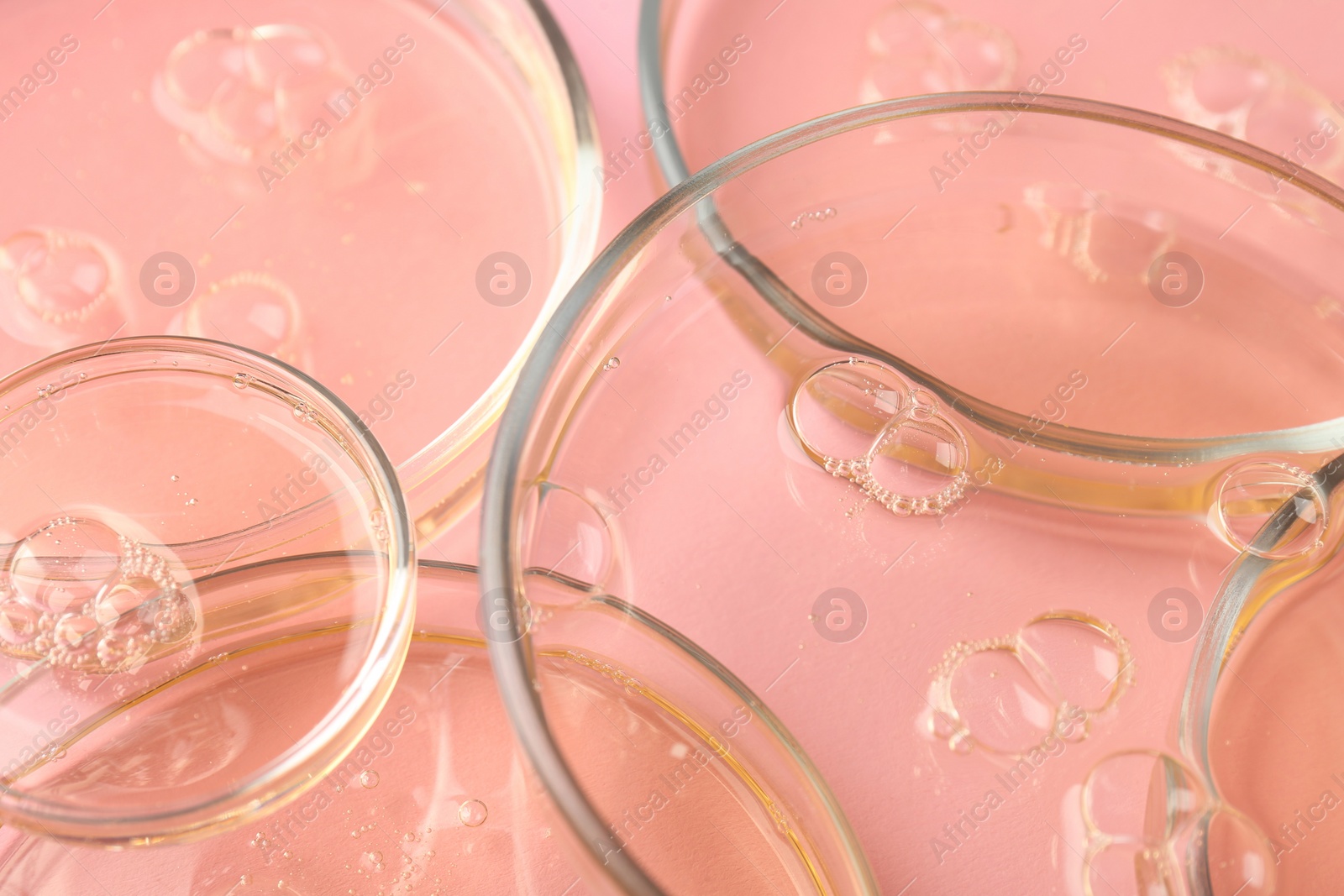 Photo of Petri dishes with liquid samples on pink background, closeup